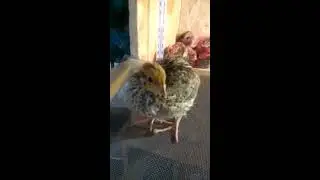Перепелятам 2 недели