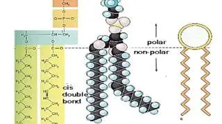 Prostaglandins in Health and Disease