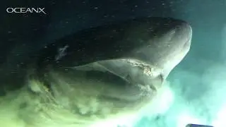 Massive Deep-Sea Shark Checking Out Our Submarine