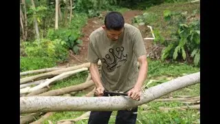 More Than 1,000 Invasive Albizia Trees Harvested to Build Festpac 2024 Hale Village