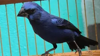 AZULÃO disputando CANTO ESQUENTE seu AZULÃO com essa DUPLA de FIBRA !
