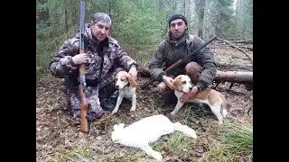 Два дня охоты с биглями. Веня и Дина. часть 2