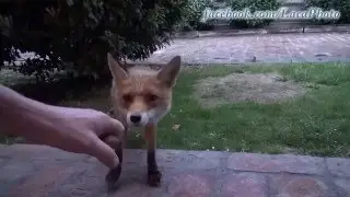 Fox taming