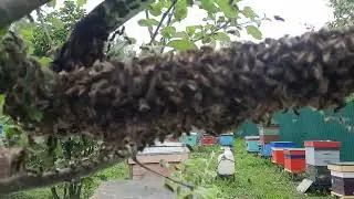 1 июня. выход роя.