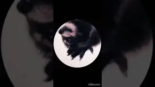 Енот Танцует Я Подарю Вам Ландыши