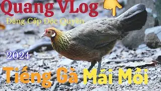 Tiếng Gà Mái Mồi | Đã Thử | Chuẩn 100%