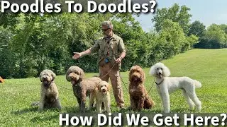 Poodles To Doodles? | Good Idea or Bad Idea?