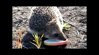 Пришел Ёж))) Пьет молоко