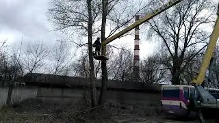 Удаление деревьев Борисполь. (098)087 77 78