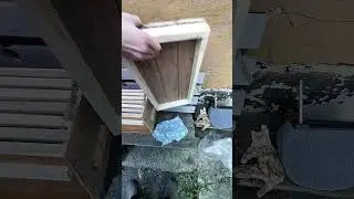 Ловим рой в новую ловушку и новую вощина.      Часть.1