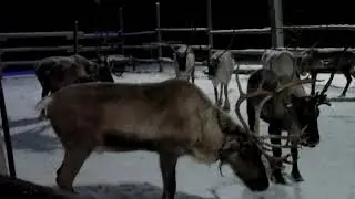 Оленья ферма (Анциферово)