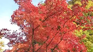 Acer ginnala - javor amurský