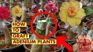 How to graft adenium in nursery || 100% successfull grafting techniques