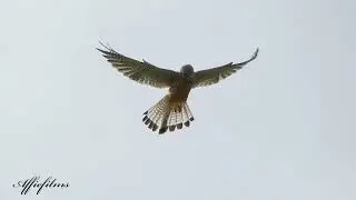 Kestrel filmed with a Lumix Fz82 in 4K