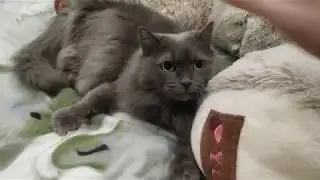 Игры с кошкой. ЗОТЯ