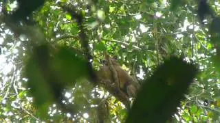 Fossa mating