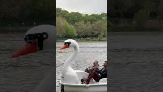 Dobranotch - Swan Lake