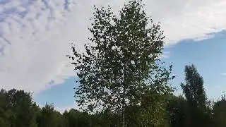 Осень 1 сентября