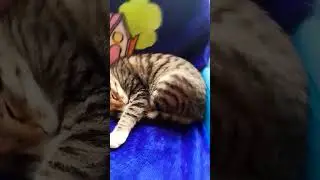 Симба в шоколаде 😂