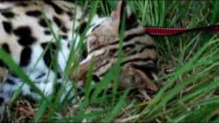 Electra the Asian Leopard Cat