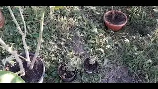 возвращаем домой комнатные растения.