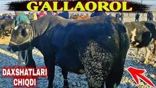 2-qism JIZZAX G'ALLAOROL JUMA BOZORIDAN NOVVOSLAR VA NOVVOSCHALAR 💥