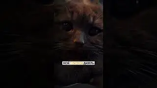 Самый сладкий мотор 😼 