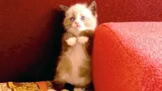 Котики пугаются. Смешное видео