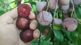 New! Plum Satsuma. Слива диплоїдна сорт Сатсума(США) Смачна історія довжиною 150років. Урожай 2024р