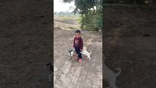 cute puppy playing || cute puppy short || YouTube viral || Dog Sound || dog barking 