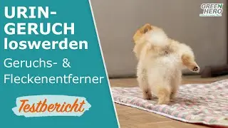 Hundeurin im Teppich? So wirst du Gerüche und Flecken los!