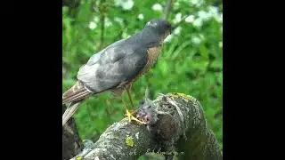 УДАЧНАЯ ОХОТА ЯСТРЕБА Sparrowhawk & Sparrow