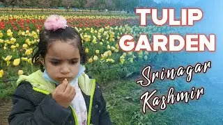 Tulip Garden | Tulip Garden Kashmir | Tulip Garden Srinagar | Visit to Tulip Garden 2021 Vlog #tulip