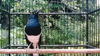 TERAPI KACER JITU GACORKAN LAWAN