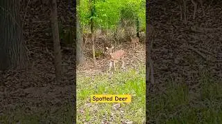 Spotted Deer at Pench National Park | Deer Alarm Call