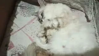 Cats Feeding the Cute Baby Kittens on PetsNpeeps 🔥