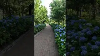 #hydrangeas