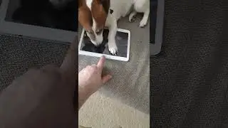 Джек рассел терьер