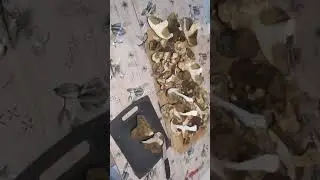 Грибы в Германии.
