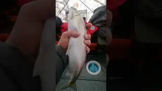 Отборный омуль 2023. Приезжайте ловить с нами! 