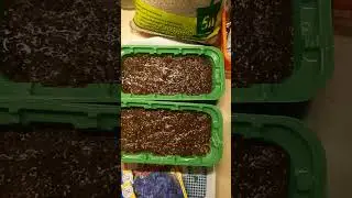 Сею лобелию! Быстро, просто и без пикировки!