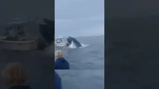 ‼️КИТ ВЫПРЫГНУЛ ИЗ ВОДЫ И ВСЕЙ МАССОЙ ОБРУШИЛСЯ НА ЛОДКУ