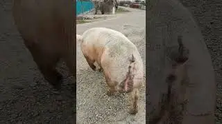 Обзор хряков разных пород.