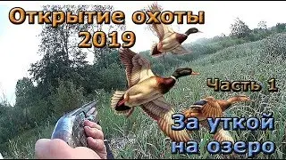 Opening of the autumn hunt 2019. Part 1. Behind a duck on the lake.