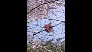 Собаки загнали белку