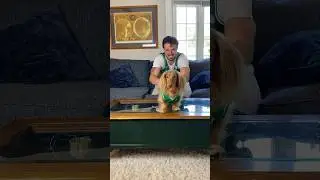 Go Celtics!!! ☘️🏀 #celtics #dachshund #basketball #nbafinals #nba #boston #bostonceltics #funnydogs