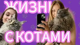 МЕЙНКУН и СИБИРСКИЙ КОТ | VLOG | Знакомство со мной #cats #мейнкун #сибирскаякошка