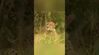 A group of cheetahs playfully chase and tumble