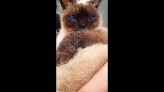 Siamese cats, the latest photo shoot