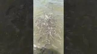 passeio no lago.